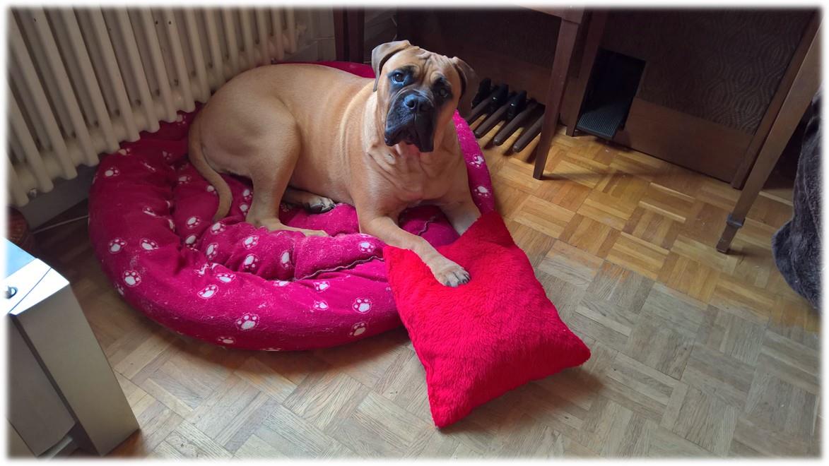 Photo de Tosca sur son coussin